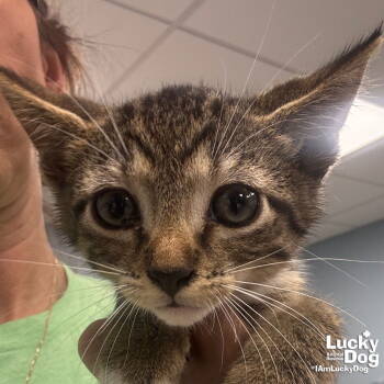 Rescue Domestic Short Hair and Tabby Cats for Adoption in Washington, District Of Columbia - Shadow Sage | PetCurious