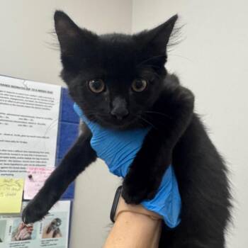 Dry Erase Board -  Domestic Long Hair Cat for Adoption in Columbiana, Alabama - Dry Erase Board | PetCurious