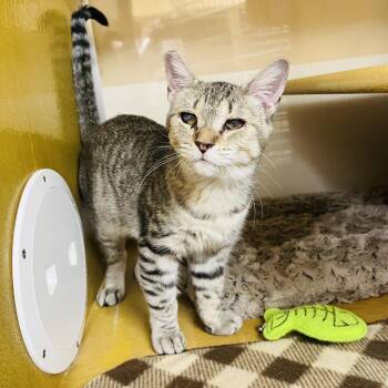 Kismet 52241 -  Domestic Short Hair Cat Available for Adoption in Las Vegas, Nevada - Kismet 52241 | PetCurious