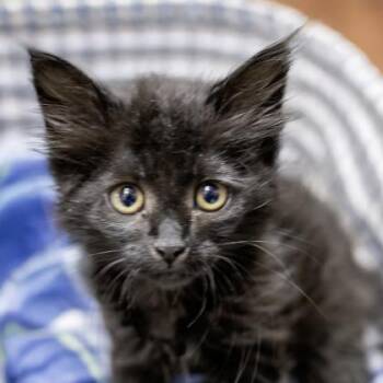 Raven -  Domestic Medium Hair and Domestic Short Hair Cat for Adoption in Camano, Washington - Raven | PetCurious