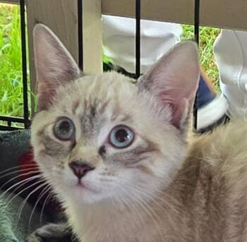 Ash (& Ashley) -  Domestic Short Hair Cat for Adoption in Castro Valley, California - Ash (& Ashley) | PetCurious