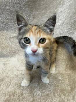 MS PACMAN -  Domestic Short Hair Cat for Adoption in Louisville, Kentucky - MS PACMAN | PetCurious