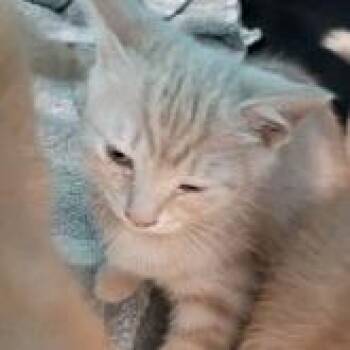 Domestic Short Hair Cats Available for Adoption in New York, New York - Dana | PetCurious