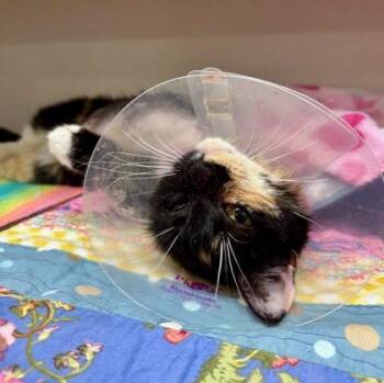 Sasha -  Domestic Short Hair Cat for Adoption in Bellevue, Washington - Sasha | PetCurious