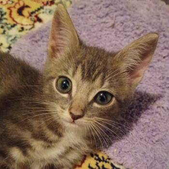 Carlise -  Domestic Short Hair Cat for Adoption in Cumming, Georgia - Carlise | PetCurious