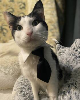 Rescue Domestic Short Hair Cats for Adoption in San Francisco, California - Chili | PetCurious