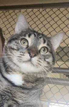 Linus -  Domestic Short Hair Cat for Adoption in Phoenix, Arizona - Linus | PetCurious