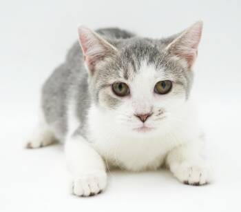 Ingrid is a living MUSHBALL - so precious - living pillow pet ki -  Turkish Van Cat for Adoption in Bedford Hills, New York - Ingrid Is A Living MUSHBALL - So Precious - Living Pillow Pet Ki | PetCurious