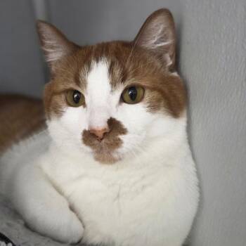 Rescue Domestic Short Hair Cats for Adoption in Oneonta, New York - Tiggy | PetCurious