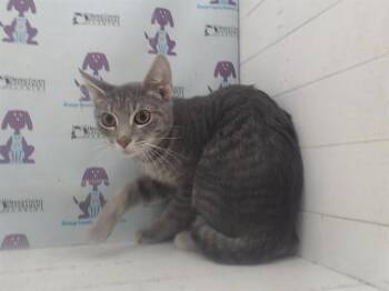 Domestic Short Hair Cats Available for Adoption - MINIMS | PetCurious