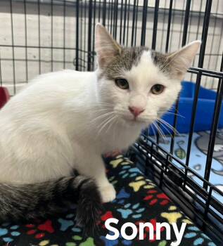 Rescue American Shorthair Cats for Adoption in Quincy, Michigan - Sonny | PetCurious