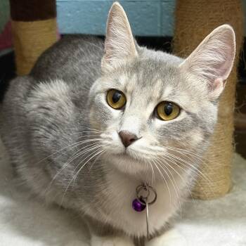 Domestic Short Hair Cats Available for Adoption in Springfield, Missouri - Winter | PetCurious