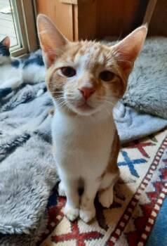 Rescue Tabby Cats for Adoption in Scottsburg, Indiana - Angus | PetCurious