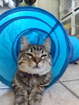 Rescue Domestic Medium Hair Cats for Adoption in Mason City, Illinois - Phyllis | PetCurious