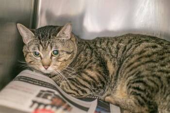 Domestic Short Hair Cats Available for Adoption - SAILOR | PetCurious