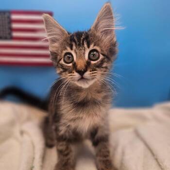 Liberty -  Domestic Medium Hair Cat for Adoption in Elfin Forest, California - Liberty | PetCurious