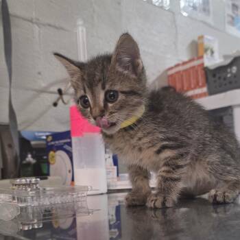 Napoleon -  Domestic Short Hair Cat for Adoption in Clanton, Alabama - Napoleon | PetCurious
