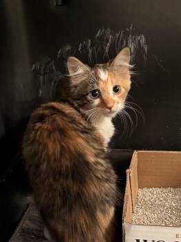 Catamaran -  Domestic Medium Hair Cat for Adoption in Bolivar, Missouri - Catamaran | PetCurious