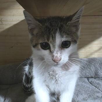Beto -  Domestic Short Hair Cat for Adoption in Sioux Falls, South Dakota - Beto | PetCurious