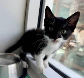 MADDIE -  Domestic Short Hair Cat for Adoption in Sarasota, Florida - MADDIE | PetCurious