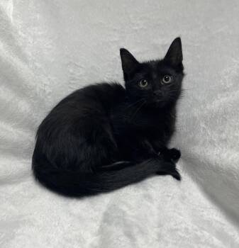 Marcus -  Domestic Medium Hair Cat for Adoption in Jackson, Michigan - Marcus | PetCurious