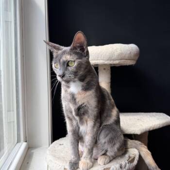 Ursula -  American Shorthair Cat for Adoption in Highland Park, New Jersey - Ursula | PetCurious