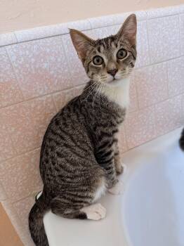 Peanut -  Domestic Short Hair Cat for Adoption in Fresno, California - Peanut | PetCurious