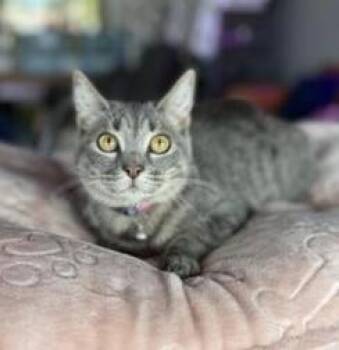 Rescue Domestic Short Hair Cats for Adoption in Liverpool, Texas - Sassy | PetCurious