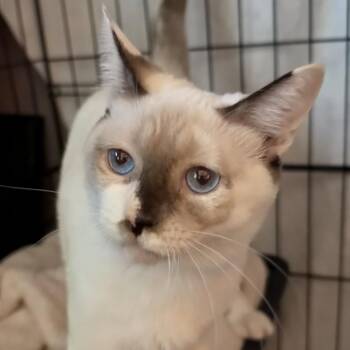Circe ( AV) -  Snowshoe Cat for Adoption in Napa, California - Circe ( AV) | PetCurious