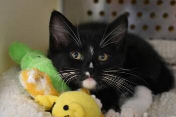 Usagi -  Domestic Medium Hair and Domestic Short Hair Cat for Adoption in Kansas City, Missouri - Usagi | PetCurious