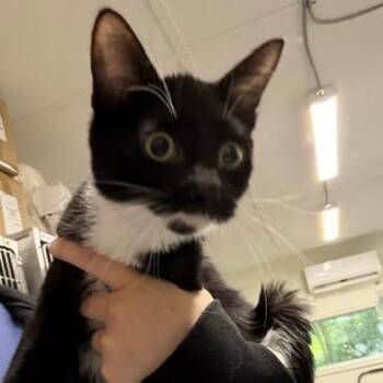 Clover 2 -  Domestic Short Hair Cat for Adoption in Cumming, Georgia - Clover 2 | PetCurious