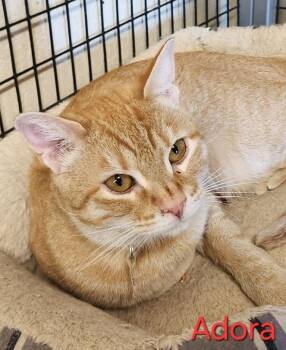 Rescue Tabby and Domestic Short Hair Cats for Adoption in Las Cruces, New Mexico - Adora | PetCurious