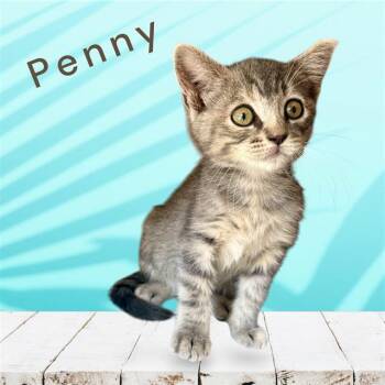 PENNY -  Domestic Short Hair Cat for Adoption in Visalia, California - PENNY | PetCurious