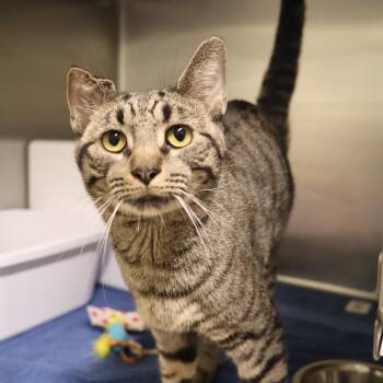 Domestic Short Hair Cats Available for Adoption in Briarcliff Manor, New York - Pom-Pom | PetCurious