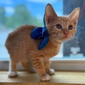 Caramel Sundae -  Tabby and Domestic Short Hair Cat for Adoption in Friendswood, Texas - Caramel Sundae | PetCurious