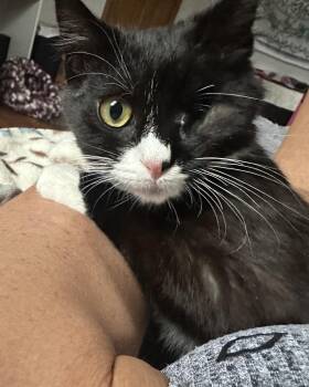 Tuxedo Cats Available for Adoption in Vails Gate, New York - Vance | PetCurious
