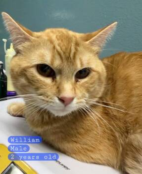WILLIAM -  Domestic Short Hair Cat for Adoption in Holbrook, New York - WILLIAM | PetCurious