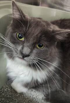 Domestic Long Hair Cats Available for Adoption - Wolfie | PetCurious