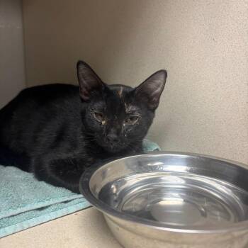 Winter -  Domestic Short Hair Cat for Adoption in Yuma, Arizona - Winter | PetCurious