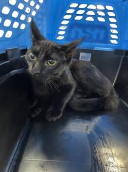 A137560 -  Domestic Short Hair Cat for Adoption in Palmetto, Florida - A137560 | PetCurious