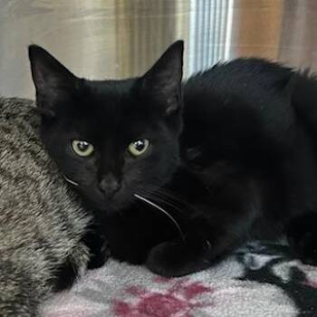 Haku -  Domestic Short Hair Cat for Adoption in Knoxville, Tennessee - Haku | PetCurious