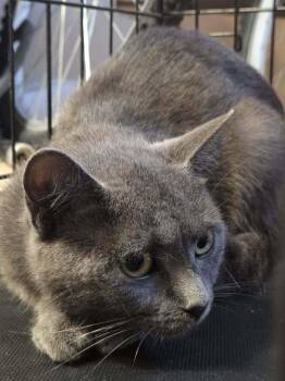 Gracie -  Domestic Short Hair Cat for Adoption in Virginia Beach, Virginia - Gracie | PetCurious