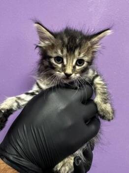 60852298 -  Domestic Medium Hair Cat Available for Adoption in El Paso, Texas - 60852298 | PetCurious