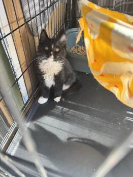 Tuxlee -  Domestic Long Hair Cat Available for Adoption in Plumerville, Arkansas - Tuxlee | PetCurious