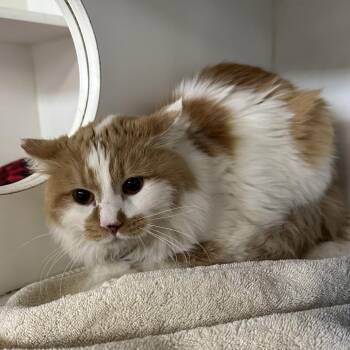 Domestic Long Hair Cats Available for Adoption - Wasabi | PetCurious