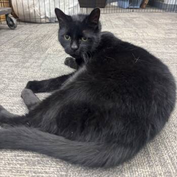 Rescue Domestic Short Hair Cats for Adoption in Buffalo, New York - Oliver | PetCurious