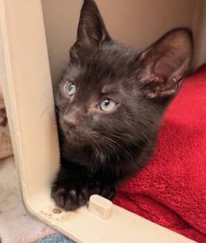 Domestic Short Hair Cats Available for Adoption in Allegan, Michigan - Simon * | PetCurious