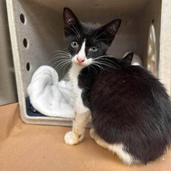 Nixie 26-06-176 -  Domestic Short Hair Cat for Adoption in Bastrop, Texas - Nixie 26-06-176 | PetCurious