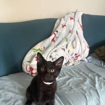 Korma -  Domestic Short Hair Cat for Adoption in Warrington, Pennsylvania - Korma | PetCurious