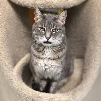 Braveheart -  Domestic Short Hair Cat for Adoption in Pottsville, Pennsylvania - Braveheart | PetCurious